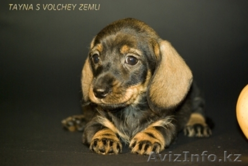 Продаются щенки таксы миниатюрной. - Изображение #2, Объявление #417534