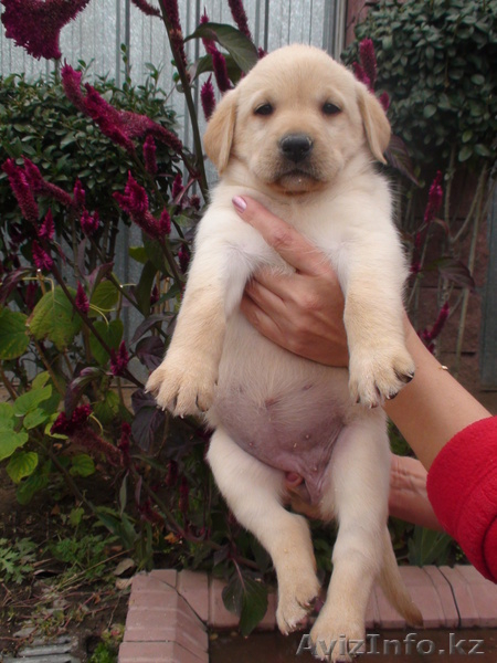  щенки Лабрадора, в Алматы - Изображение #2, Объявление #412550
