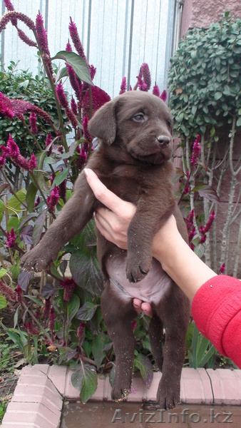  щенки Лабрадора, в Алматы - Изображение #3, Объявление #412550