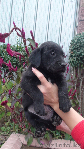 щенки Лабрадора, в Алматы - Изображение #4, Объявление #412550