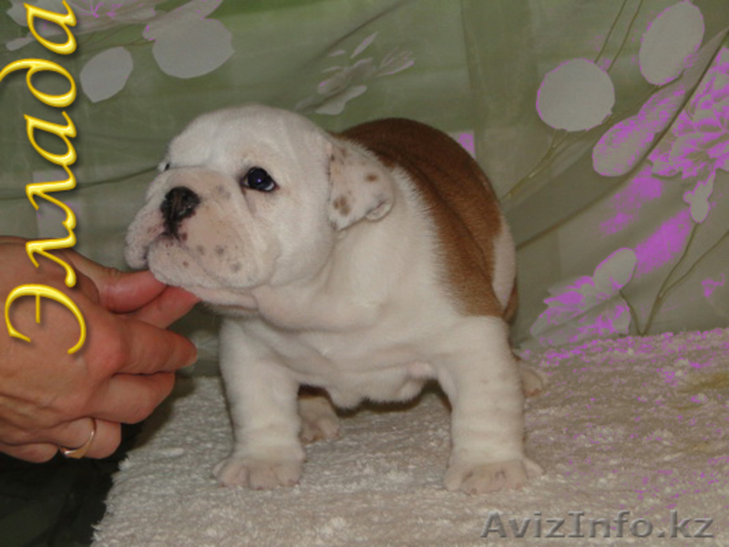 Английского бульдога щенков - Изображение #2, Объявление #414353