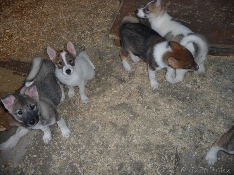 щенята западно-сибирской лайки - Изображение #2, Объявление #396598