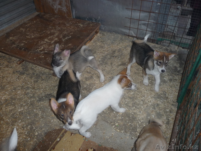 щенята западно-сибирской лайки - Изображение #3, Объявление #396598