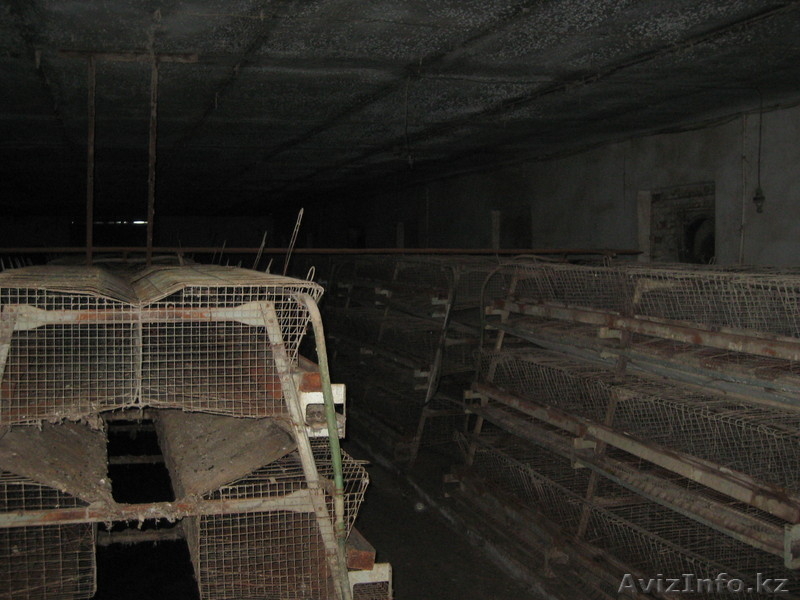 Продам птицевоческое хозяйство  - Изображение #3, Объявление #410038