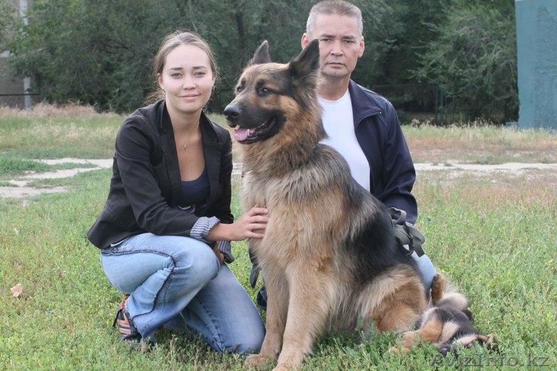 Продам породистого щенка немецкой овчарки из Германии - Изображение #2, Объявление #423597