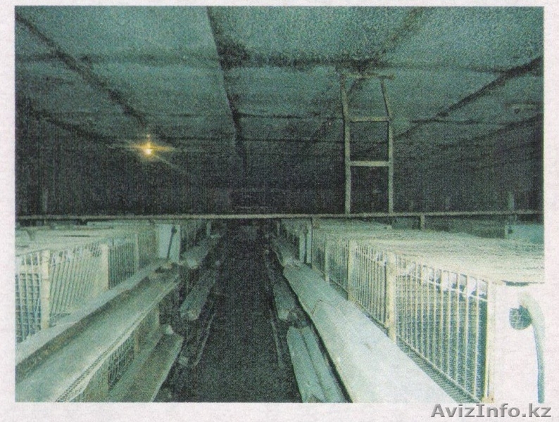  Крестьянское  Хозяйство продам - Изображение #3, Объявление #413641