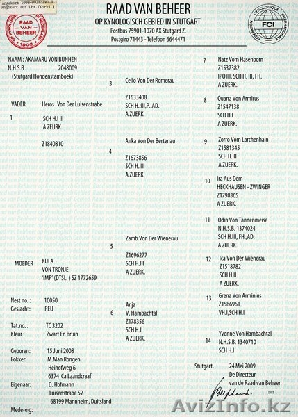 Продам породистого щенка немецкой овчарки из Германии - Изображение #3, Объявление #423597
