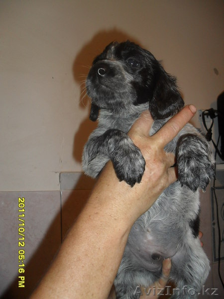 продам щенят спаниеля! - Изображение #4, Объявление #408079