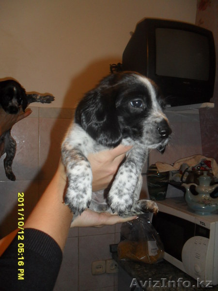 продам щенят спаниеля! - Изображение #2, Объявление #408079