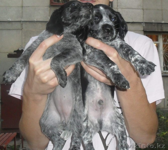 продам щенят спаниеля! - Изображение #6, Объявление #408079