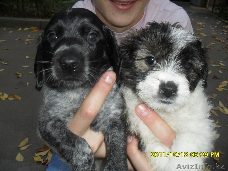 продам щенят спаниеля! - Изображение #5, Объявление #408079