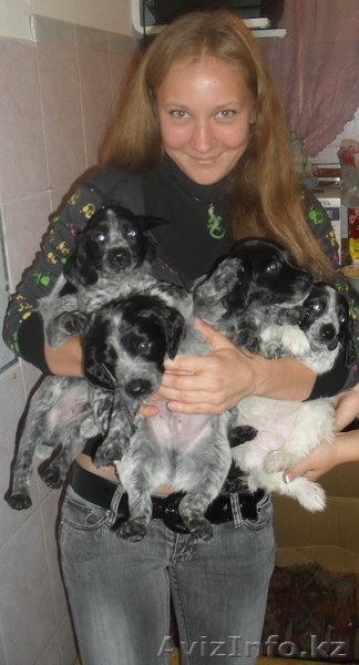 продам щенят спаниеля! - Изображение #1, Объявление #408079