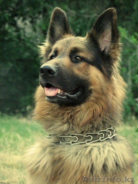 Продам породистого щенка немецкой овчарки из Германии - Изображение #4, Объявление #423597