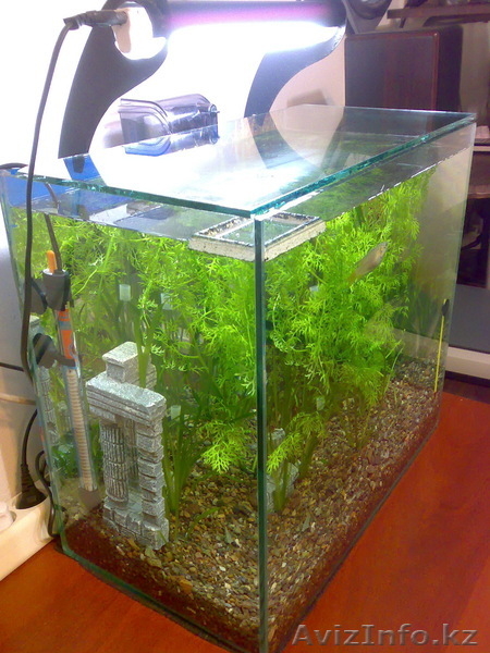 Аквариум рыбки растения - Изображение #7, Объявление #428673