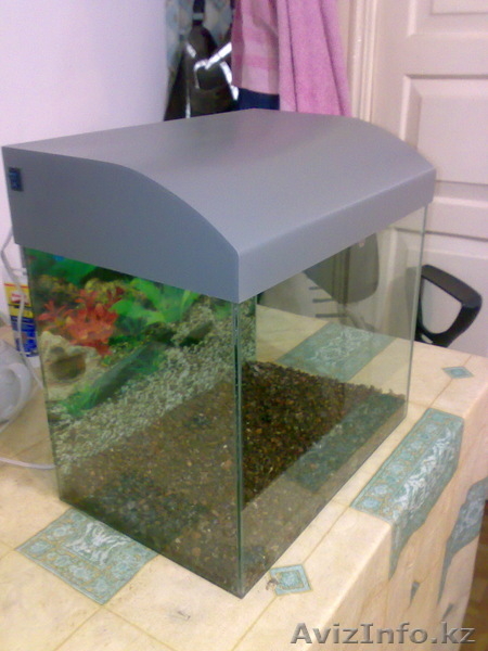 Аквариум рыбки растения - Изображение #4, Объявление #428673