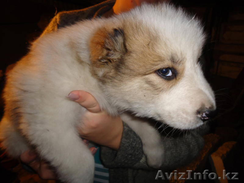 Продам щенков алабая (1 месяц)  - Изображение #2, Объявление #426068