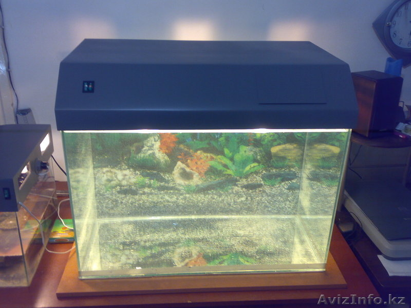 Аквариум рыбки растения - Изображение #5, Объявление #428673