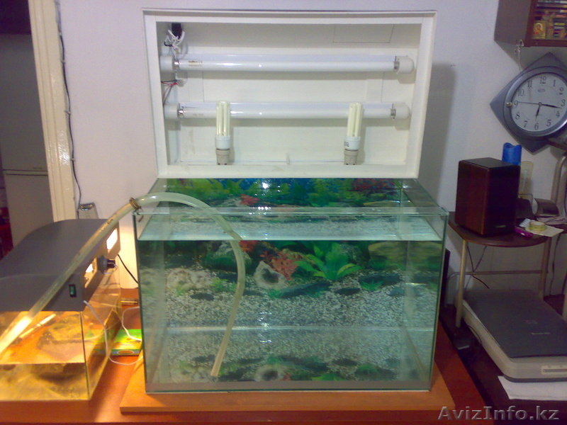 Аквариум рыбки растения - Изображение #3, Объявление #428673
