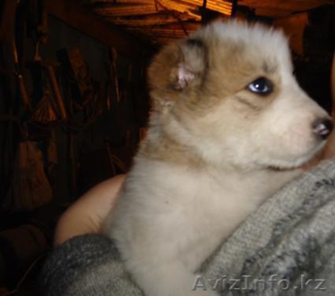 Продам щенков алабая (1 месяц)  - Изображение #1, Объявление #426068