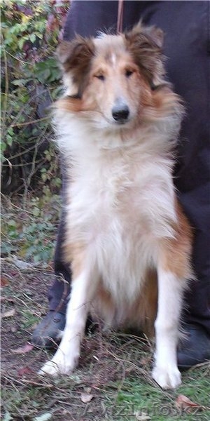 Щенки колли в Алматы - Изображение #2, Объявление #441871