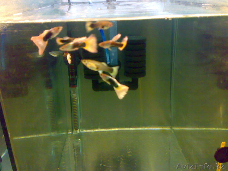 Аквариум рыбки растения - Изображение #6, Объявление #428673