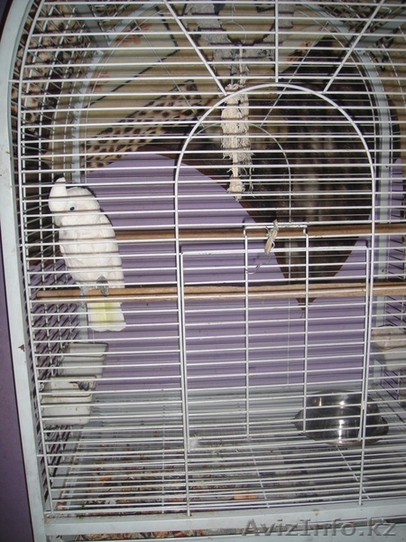 Какаду белый с клеткой - Изображение #3, Объявление #435080