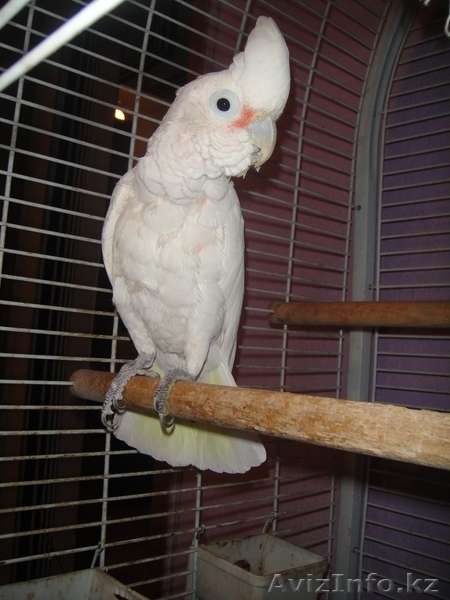 Какаду белый с клеткой - Изображение #2, Объявление #435080