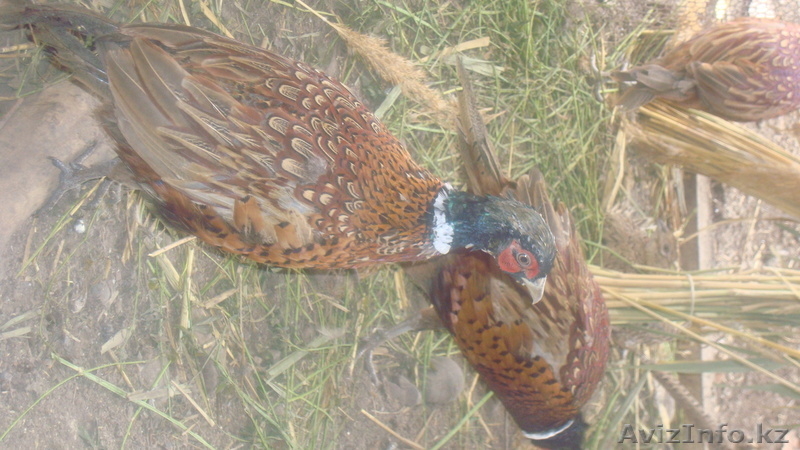 фазаны перепела кахинхины карликовые - Изображение #3, Объявление #450999