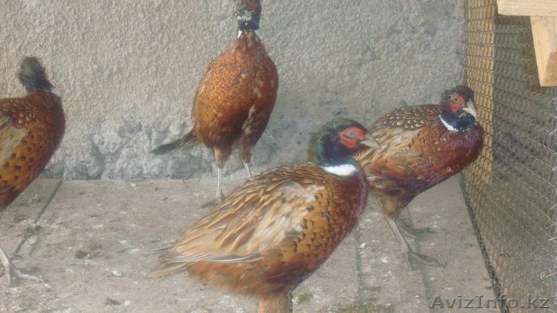 фазаны перепела кахинхины карликовые - Изображение #4, Объявление #450999