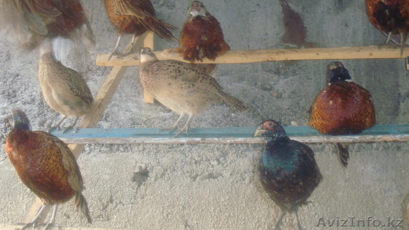 фазаны перепела кахинхины карликовые - Изображение #5, Объявление #450999