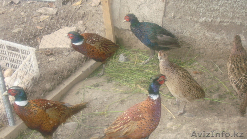 фазаны перепела кахинхины карликовые - Изображение #6, Объявление #450999