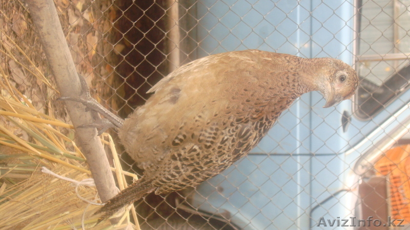 фазаны перепела кахинхины карликовые - Изображение #7, Объявление #450999