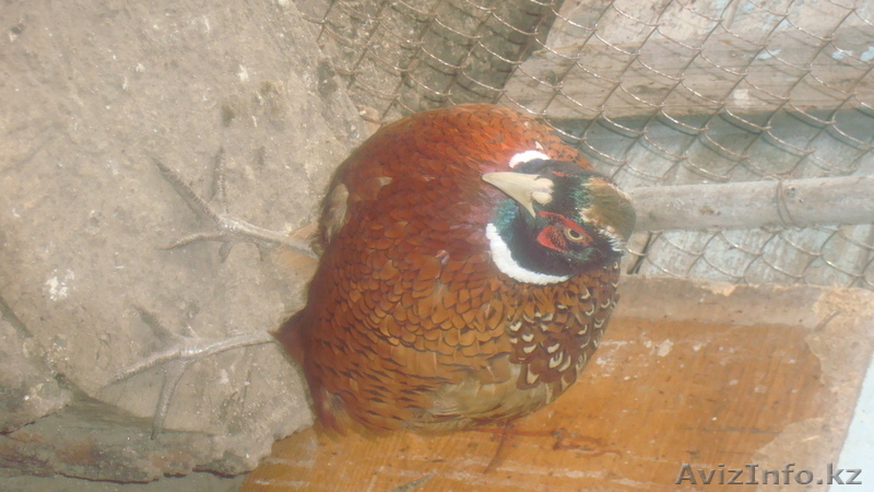 фазаны перепела кахинхины карликовые - Изображение #8, Объявление #450999