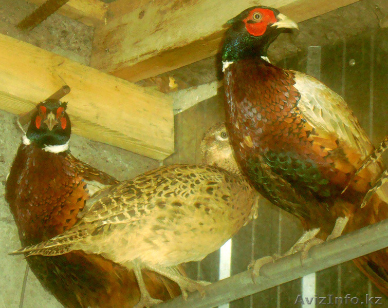 фазаны перепела кахинхины карликовые - Изображение #9, Объявление #450999