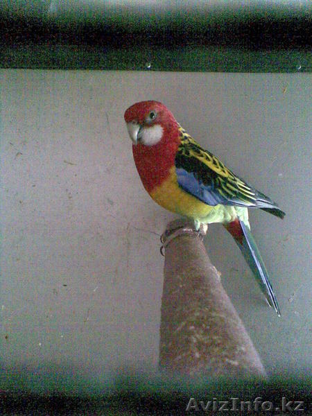 попугаев: розелл. - Изображение #3, Объявление #319919