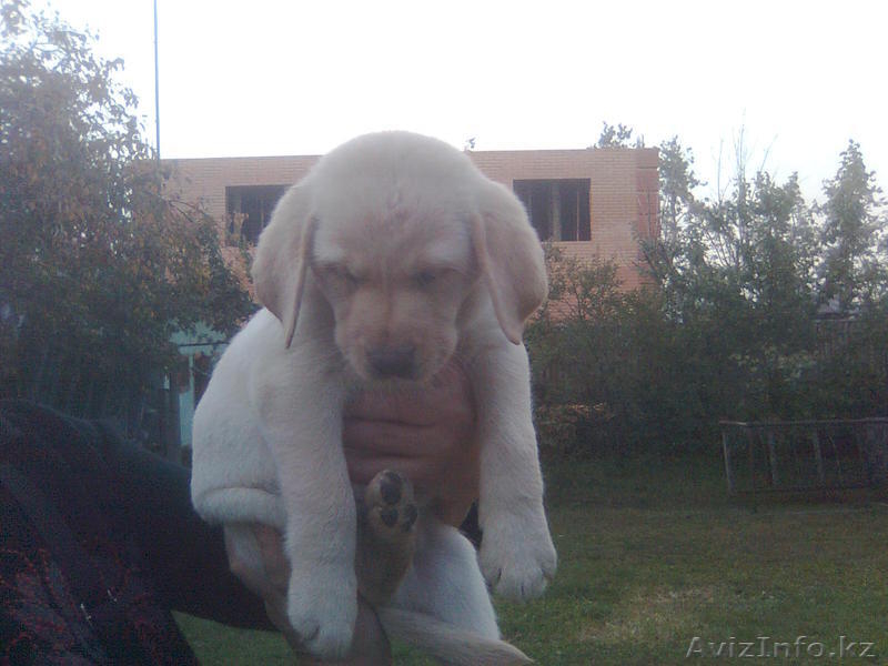 Щеночки ЛАБРАДОРА - Изображение #2, Объявление #407234