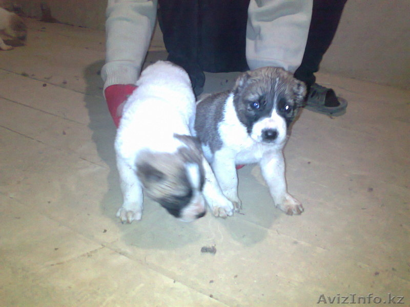 продаю щенков Алабая, 1-мес - Изображение #3, Объявление #446674