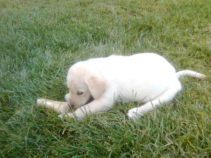 Щеночки ЛАБРАДОРА - Изображение #4, Объявление #407234