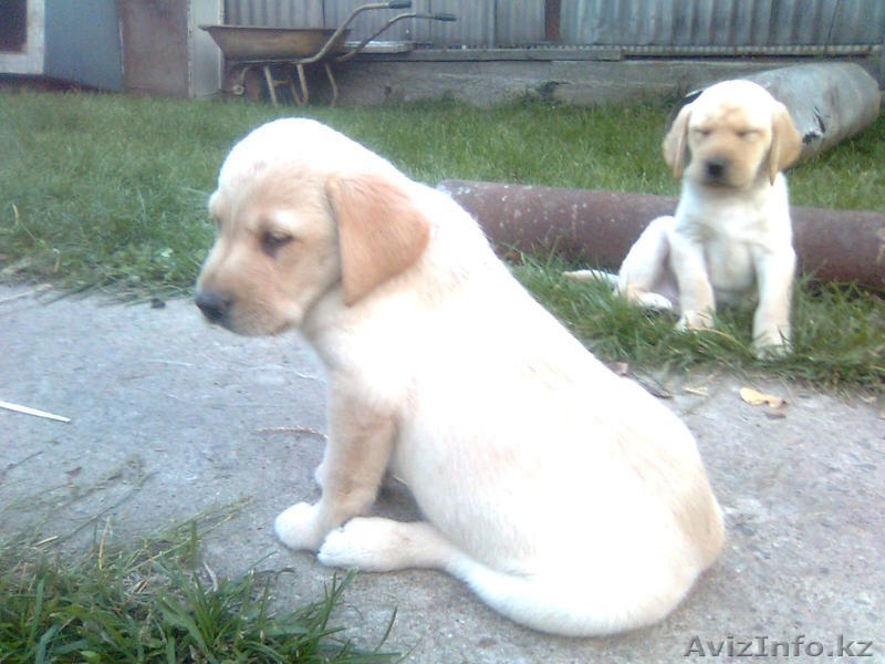 Щеночки ЛАБРАДОРА - Изображение #1, Объявление #407234