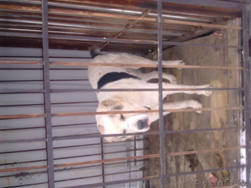 продам алабая 3,5 года белая кабель - Изображение #1, Объявление #440703