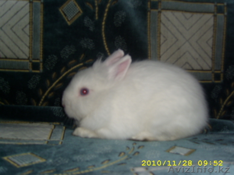 КРОЛИКИ ДЕКОРАТИВНЫЕ КАРЛИКОВЫЕ - Изображение #1, Объявление #446822