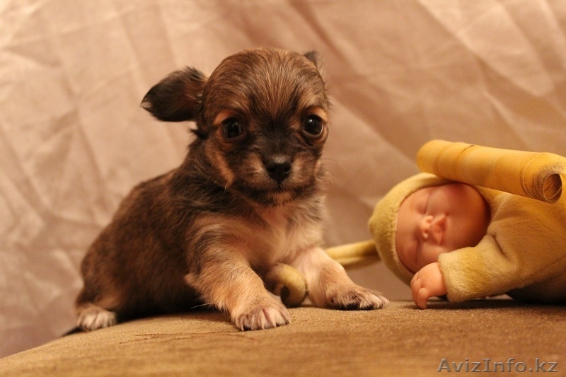 щенки чихуа хуа  - Изображение #2, Объявление #438851
