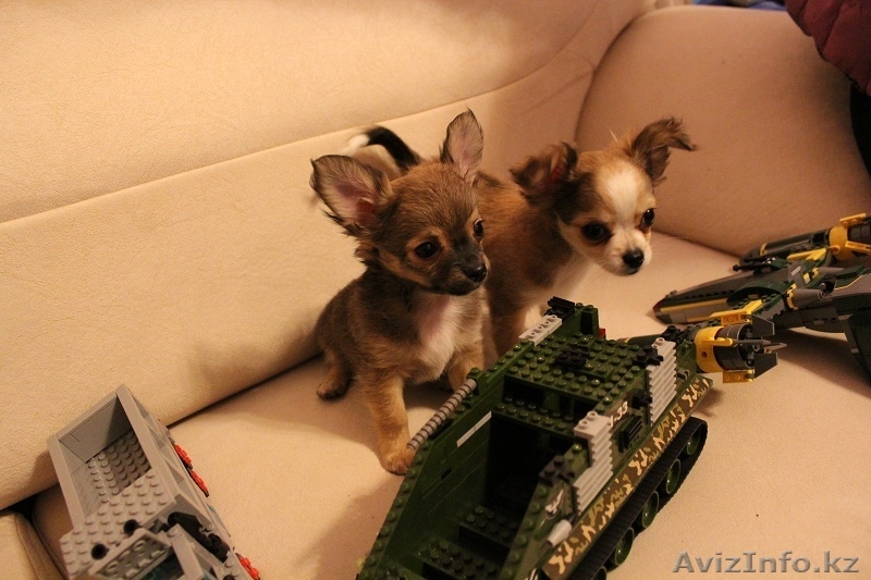 щенки чихуа хуа  - Изображение #1, Объявление #438851