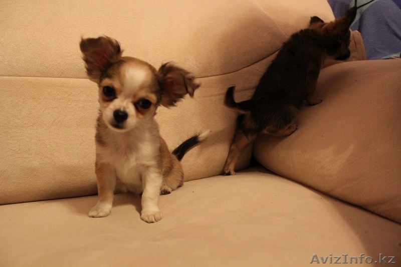 щенки чихуа хуа  - Изображение #3, Объявление #438851