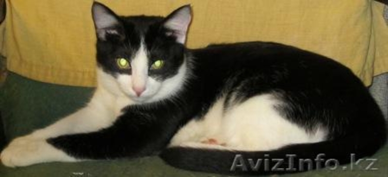 КОТИКИ СРОЧНО ИЩУТ ХОЗЯЕВ  - Изображение #1, Объявление #25585