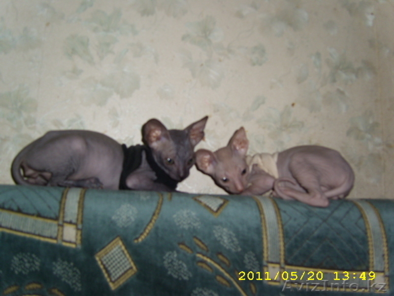 ДОНСИХ СФИНКСИКОВ - Изображение #2, Объявление #446785