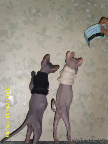 ДОНСИХ СФИНКСИКОВ - Изображение #3, Объявление #446785