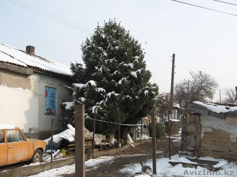 Продам ёлку.Цена договорная. - Изображение #3, Объявление #447101