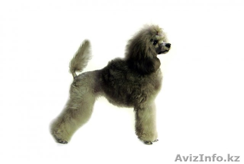 Щенки серебристого миниатюрного пуделя - продам - Изображение #3, Объявление #432914