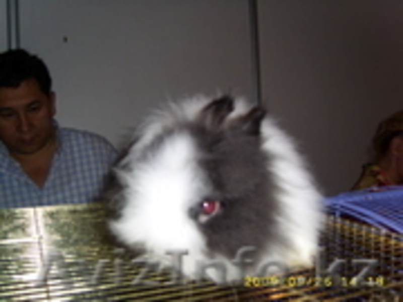 КРОЛИКИ ДЕКОРАТИВНЫЕ КАРЛИКОВЫЕ - Изображение #4, Объявление #446822